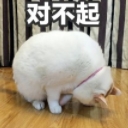 可爱猫咪道歉带字表情包下载(老婆我错了道歉表情包)V1.0 完整版