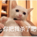 超沙雕猫咪表情包免费下载无水印版
