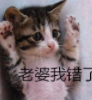 萌猫道歉带字QQ表情包(猫咪道歉表情图片)V1.0 绿色版
