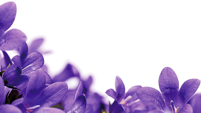 浪漫紫色花朵PPT背景图片下载(ppt背景图)V1.0 免费版