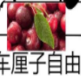 香椿自由车厘子自由QQ表情包(车厘子香椿自由表情图片)V1.0 免费版