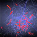 粒子轨迹生成曲线动画工具下载(MAYA插件)V20190322 绿色版