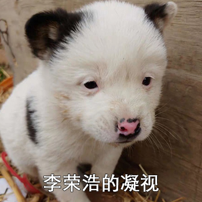 李荣浩同款狗狗原图表情包下载免费版