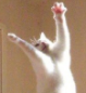 看我迷人的舞姿芭蕾猫咪表情(芭蕾猫咪表情图片)V1.0 最新版