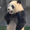 熊猫叉腰站立吃饭表情包下载(熊猫叉腰图片)最新版
