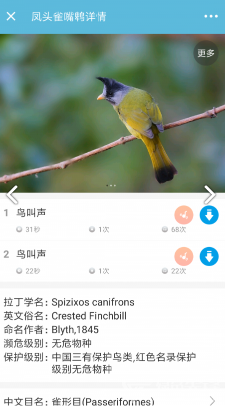 鸟叫声大全鸟叫声大全试听八哥v349安卓中文版