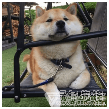 柴犬摇椅悠闲表情包v10免费版