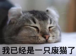 铁废物表情包 猫图片